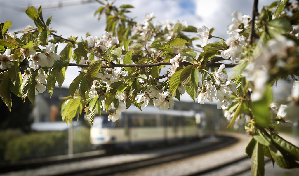 Badner Bahn im Frühling
